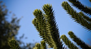 Monkey-Puzzle-tree-850x455